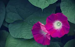 夏日里的牵牛花桌面壁纸 