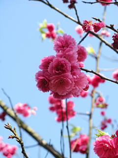 〆流年亦夢╮采集到花卉•八重樱