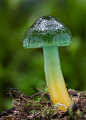 Hygrocybe Psittacina, commonly known as the Parrot Toadstool or Parrot Waxcap ~ By Juraj Komar (shimie)