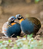 红喉山鹧鸪：鸟纲，国家三级保护动物