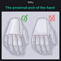 手的近端弓
手的手指没有完全对齐成一条直线。近端指骨的每个上表面的方向略有不同，它们一起形成一个弓而不是一条直线。