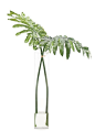 Natural Decorations, Inc. - Selloum Leaves Glass Cylinder 36" h x 28" w  267  (Reception)