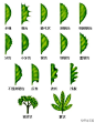 植物形态术语系列_看图_植物吧_百度贴吧