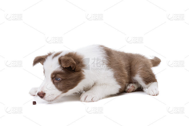 边境牧羊犬幼犬在一个白色的背景