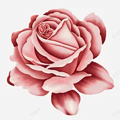 卡通手绘粉色玫瑰花朵 页面网页 平面电商 创意素材