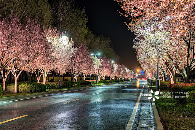 樱花,路,夜晚,街道,市区路正版图片素材
