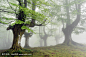 有雾的山毛榉森林与春天的绿色叶子
foggy beech forest with green leaves in spring