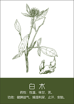 轻黛采集到手绘/线稿/线条（水果药材食物茶）