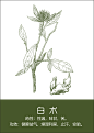 中药材插画