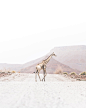 Why did the Giraffe cross the road? by Donal Boyd on 500px