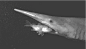 professorfangirl:

mutha fuckin GOBLIN SHARK.
