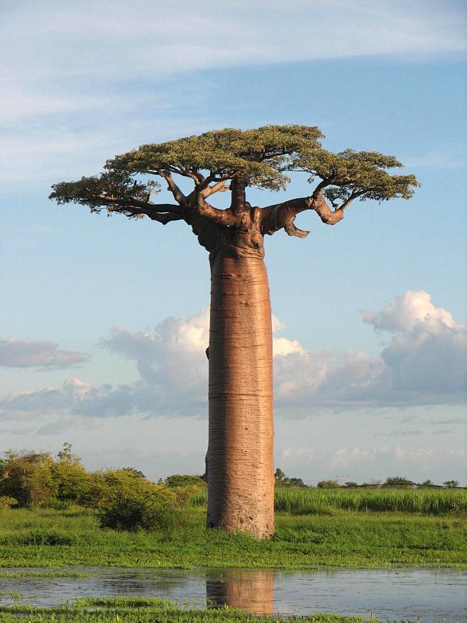 Adansonia_grandidier...