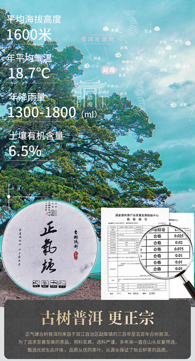 云南渤海正气塘特级普洱茶高端古树藤条20...