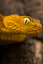 archangvl:

Bush Viper | Tiberiu Sahlean
