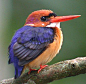 非洲三趾翠鸟 Ceyx lecontei佛法僧目 翠鸟科 三趾翠鸟属
AFRICAN DWARF KINGFISHER - Ceyx lecontei . . . It lacks the dark blue crown of the African Pygmy Kingfisher.  Most of West  Central Africa down to Angola.  It is the world's SMALLEST kingfisher weighing in at only 9 gra