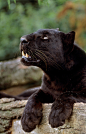 Black leopard (Panthera pardus), Africa, Asia, captive