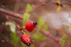 臀,玫瑰,壁纸,素食,茶叶,健康保健,清新,自然界的状态,药,食品