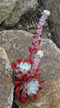 Dudleya farinosa...