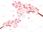 樱桃树,绘画插图,水彩画颜料,吉野樱花,春天,背景,日本,花见节,樱花,自然
