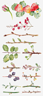 草莓和各种花枝高清素材 水墨画 水果 草莓 鲜花 免抠png 设计图片 免费下载