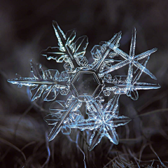 左宁_采集到夜深知雪重，时闻折竹声