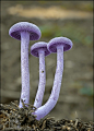 紫色小蘑菇~