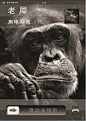 公益招贴，保护动物。（第一次作品）