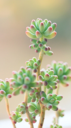 JZhibin采集到就爱花花草草