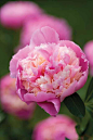 Peony 'Sorbet’