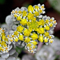 Sedum spathulifolium ‘Cape Blanco’ (stonecrop):