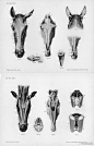 【马的解剖学结构  Horse anatomy by Herman Dittrich 绘画参考】 ​​​​