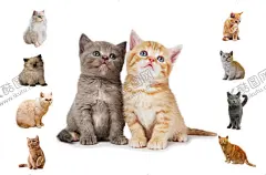 猫 【酷图网】猫咪,物,宠物之家,宠物粮,猫狗,宠物海报,宠物交易,食物,宠物食物,猫粮,宠物买卖,宠物店,宠物医院,宠物猫,宠物店海报,宠物促销,宠物食品,宠物诊所,宠物广告,宠物交流,保护宠物,宠物洗澡,宠物用品,宠物展板,宠物素材,宠物领养,宠物展架,宠物图,宠物护理,