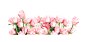 粉色玫瑰花丛花束png (22)