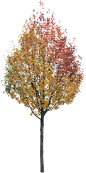 meye sorbus incana