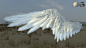 Angel Wing