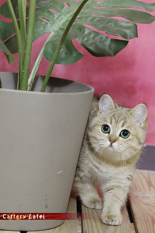 英国短毛猫金色渐层绿眼欧洲引进世界冠军后代mystery种母淘宝网