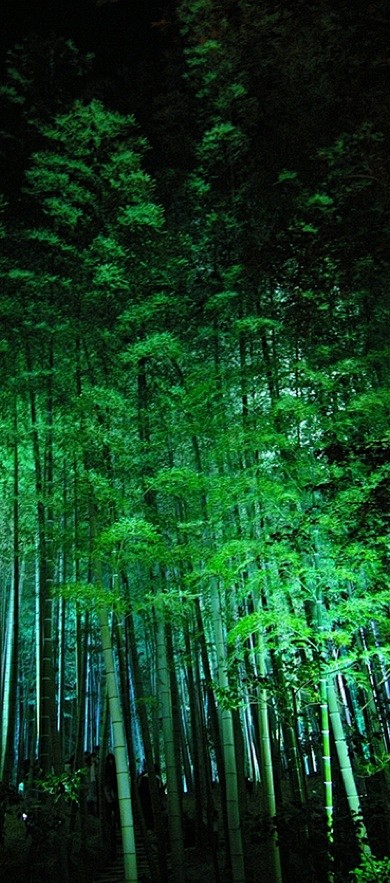 京都竹林，日本
Bamboo fores...