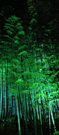 京都竹林，日本
Bamboo forest in Kyoto, Japan