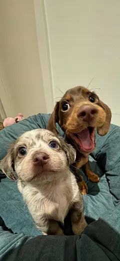 小狗狗 汪星人 手机壁纸 背景图