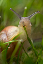 动物摄影 蜗牛