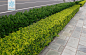 金叶女贞 Ligustrum × vicaryi Rehder 中国植物图像库