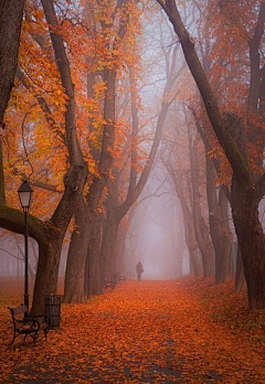 里雾采集到秋天