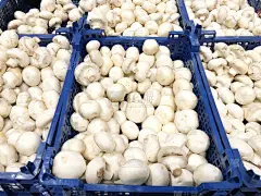 大量物体,白蘑菇,食用菌,收件箱,仓库,水平画幅,素食,无人,超级市场,生食