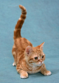 猫  狗 宠物 动物 青蛙 兔子 猪 蜥蜴 鸡鸭 公鸡 乌龟 蛇 杜宾犬 贵宾犬 黄金猎犬 拉布拉多 迷你雪那瑞 约克夏 秋田犬 宠物狗 可爱 小狗 卡通 背景 图标 人物 潮流 图形 花纹 创意 植物 复古 运动 生活 线条 CG 动画 圣诞节 高清图片 平面设计 建筑与环境 产品设计 工业设计 节日 风景 传统 时尚 艺术 抽象 豹子 狮子 广告牌 促销 可爱 精美 摄影艺术 ui设计 熊猫 松鼠 兔子 北极熊 广告设计 圆点 彩色 海鸥 蛋 等动物 鲨鱼 海豚 萌系 野兔 奔马 翠鸟 小狗 猫头鹰 