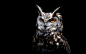 General 1680x1050 owl orange eyes birds black background