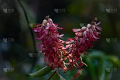 蚂蚁树(美洲三生树)的娇嫩花朵。