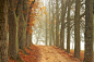 trees-2075326_1920.jpg (1920×1279)
