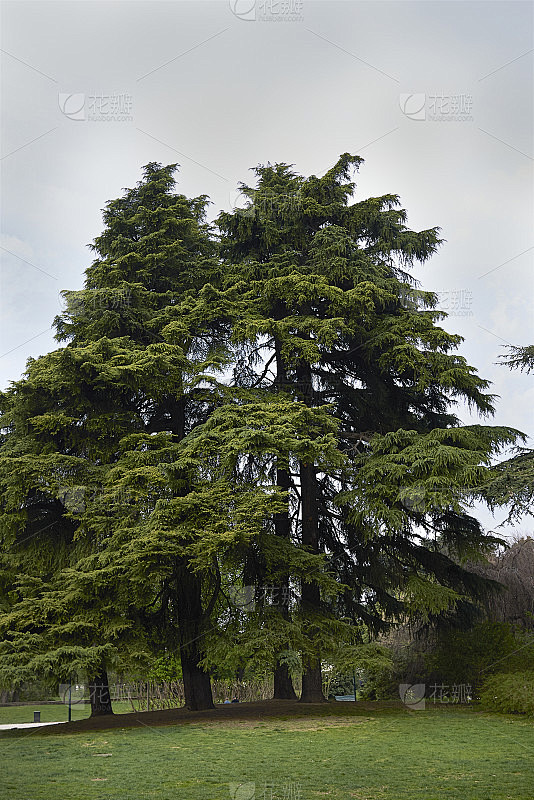 Cedrus deodara