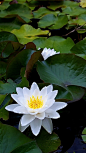 Guzide : White Lotus Flower
hdiphonewallpaper.com