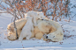 瓦普斯克国家公园里的北极熊一家 | Hao Jiang ​​​​